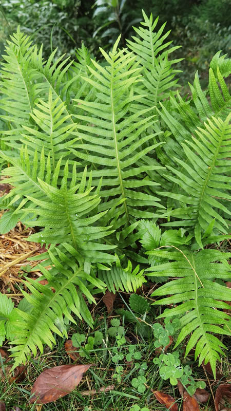 Polypodium vulgare